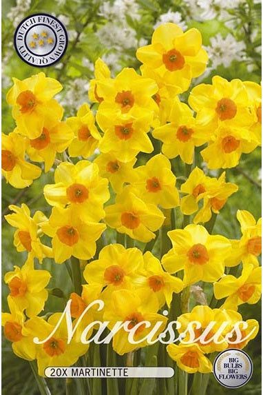 Narcissus Martinette 20-pakning